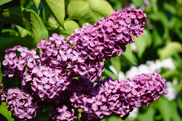 Fototapeta premium Violet spring flowers