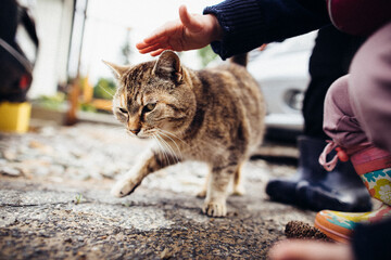 Stroking the cat in the street © Jakub Wąsowicz