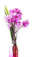 pink winter chrysanthemum flowers with space for text.