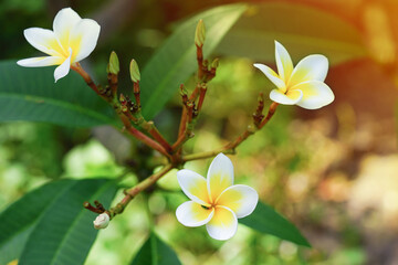 White Adenium Flower. Adenium obesum is grown