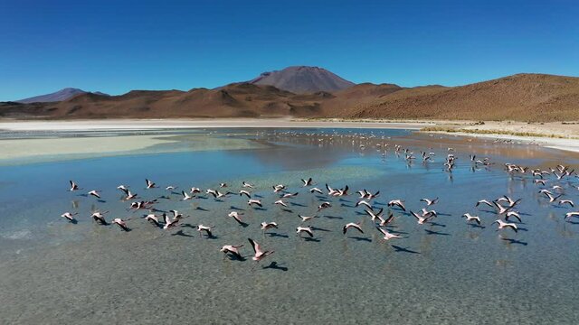 Aerial view of pink lake with flamingo, Bolivia, Altiplano.