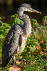 Grey heron