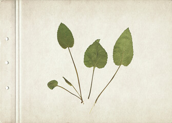 Vintage herbarium background on old paper. Composition of pressed and dried green leaves on a cardboard. Scanned image.	