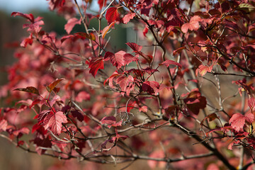 Red viburnum leaves in warm autumn sun