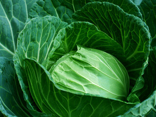 cabbage in the garden