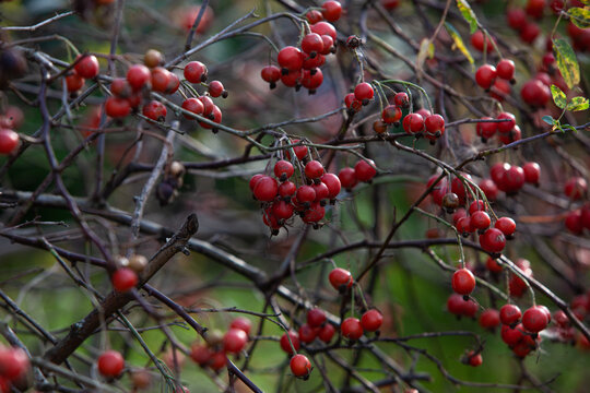 Rosehip berries after the autumn rain