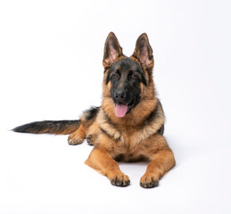 German Shepherd Dog