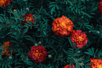 Tagetes. Orange flower buds grow in dense green foliage in a flower bed.