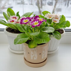 Flowering multicolored primulas (lat. Primula vulgaris) in pots on the windowsill