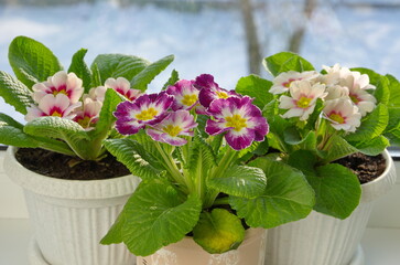 Beautiful primroses (lat. Primula vulgaris) in pots on the windowsill