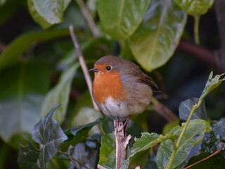robin perched on a stick 