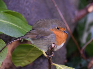 Robin perched on a stick
