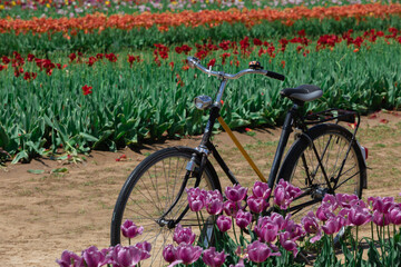 bike & flowers in the garden