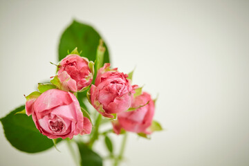 Fresh flower materials, flower arrangement 