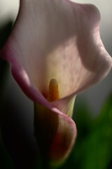 close up of a calla lily