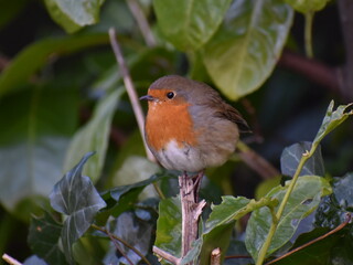 Robin in the hedge