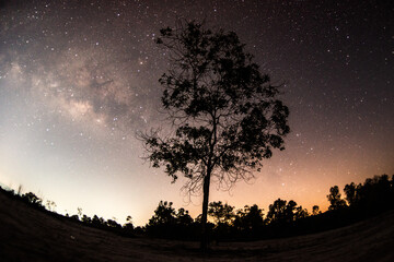 The trees, stars and the Milky Way in February are beautiful.