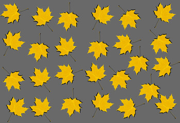 A pattern of yellow maple leaves on a gray background.