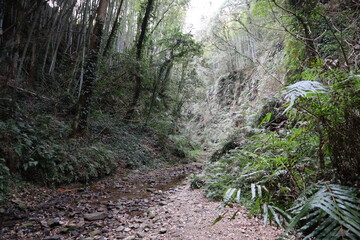 高知県のジブリ伊尾木洞