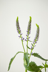 Fresh flower materials, flower arrangement 