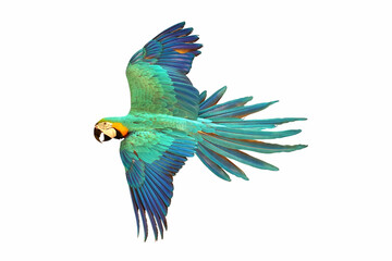 Macaw parrot flying isolated on white background