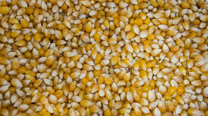 Corn grains for popcorn, corn seeds background, cereals