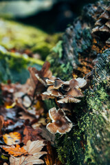 Rama musgo hojas otoño setas