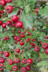 Frutos rojos