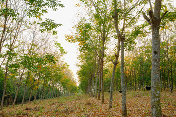 Leaves production season of the rubber plantation.