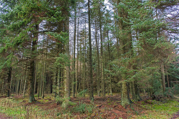 Rural countryside forest landscape with pine trees