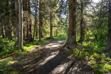 Natural forest footpath scenery. Fenland Trail in summer sunny day. Banff National Park, Canadian Rockies, Alberta, Canada.
