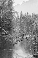 Grayscale. Small winter stream with snowy trees on bank.