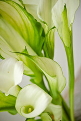 White calla lily in a vase 