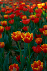Obraz premium red and yellow tulip