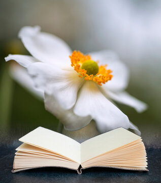 Digital composite image of Stunning close up image of white anemone flower in Summer coming out of pages in book