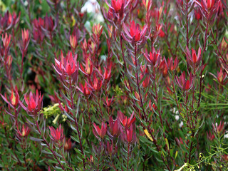 Red flowers of the Leucadendron salignum. A mass planting in a garden