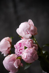Pink peony on gray background