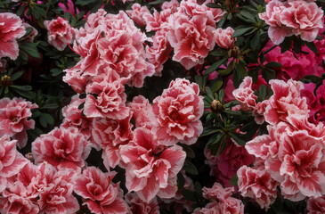 Azalée, azalée 'Roger de Loose'