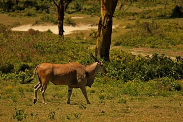Kudu in the forrest