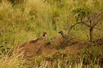 Meercat