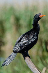 Cormoran africain,.Microcarbo africanus, Reed Cormorant