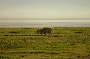 Kudu on grasslands.