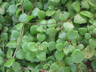 scenic view of fresh green leaves and plants for multipurpose use