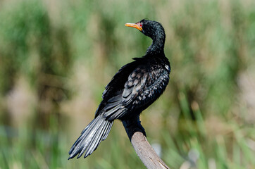 Cormoran africain,.Microcarbo africanus, Reed Cormorant