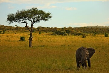 Fototapeta premium african elephants in the savannah