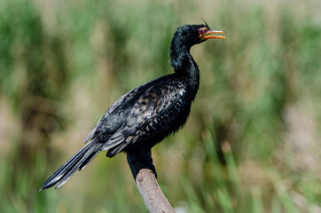 Cormoran africain,.Microcarbo africanus, Reed Cormorant