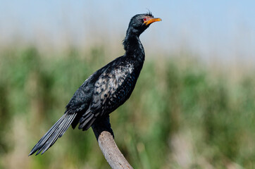 Cormoran africain,.Microcarbo africanus, Reed Cormorant