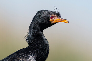 Cormoran africain,.Microcarbo africanus, Reed Cormorant