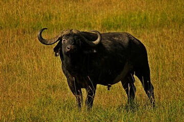 african buffalo in the field