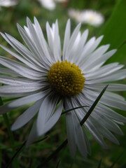 daisy flower